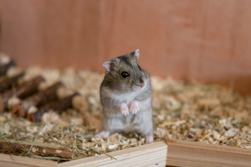 Bebek Hamster Bakımı: Minik Dostuna En İyi Başlangıç Rehberi