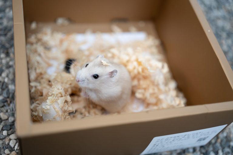 Bebek Hamster Bakımı: Minik Dostuna En İyi Başlangıç Rehberi