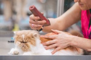 cat grooming fur brushing pet care