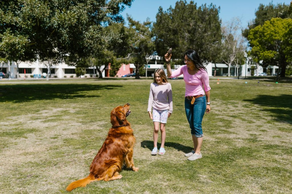 Evde Köpek Eğitimi: Adım Adım Başarı Rehberi