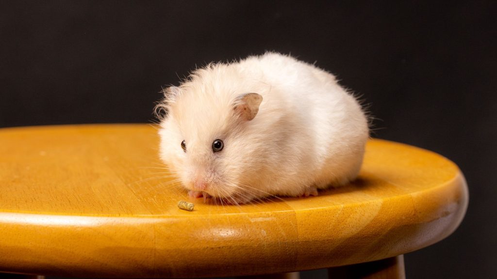 Gonzales hamster bakımı: konfor ve sağlık rehberi