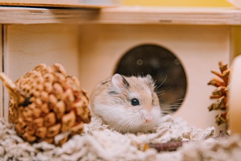 Hamster Bakımı: Kafes, Beslenme ve Oyun Rehberi