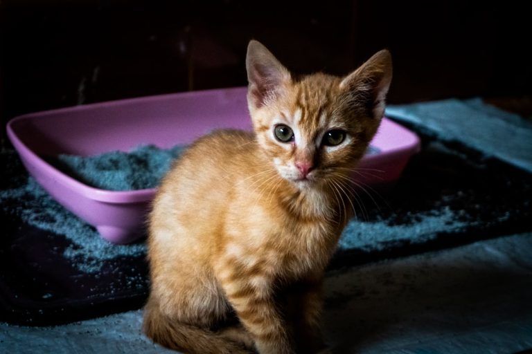 Kedi Kumu Seçiminde Dikkat Etmen Gerekenler