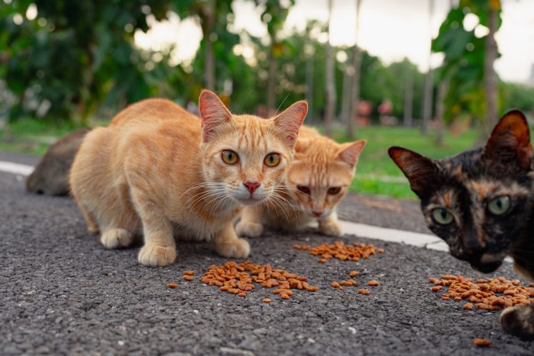 Kedi Maması Seçimi: İçerik ve Yaş Rehberi