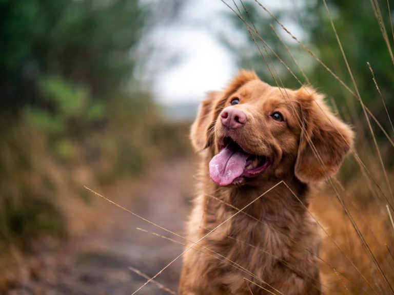 Köpek eğitimi: Temel komutları adım adım öğren