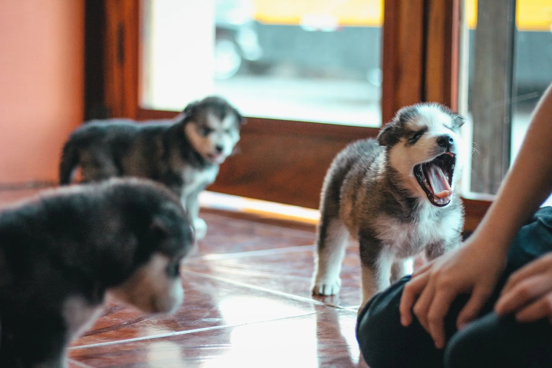 Köpek Tuvalet Eğitimi: Adım Adım Başarı Rehberi