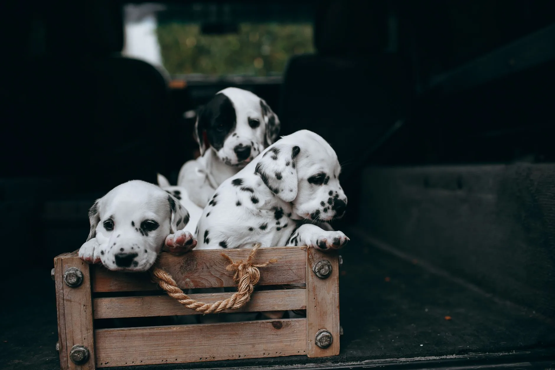 Köpek Tuvalet Eğitimine Ne Zaman Başlanmalı?