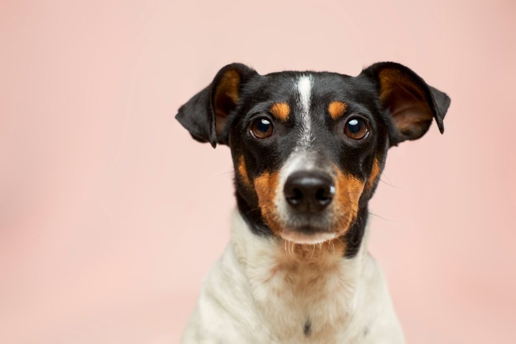 Yaşam tarzına Uygun Köpek Irklarını Nasıl Seçersin?
