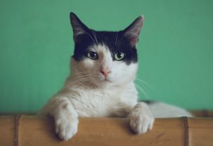 Yavru Kedi Bakımı: İlk Günler İçin Eksiksiz Rehber