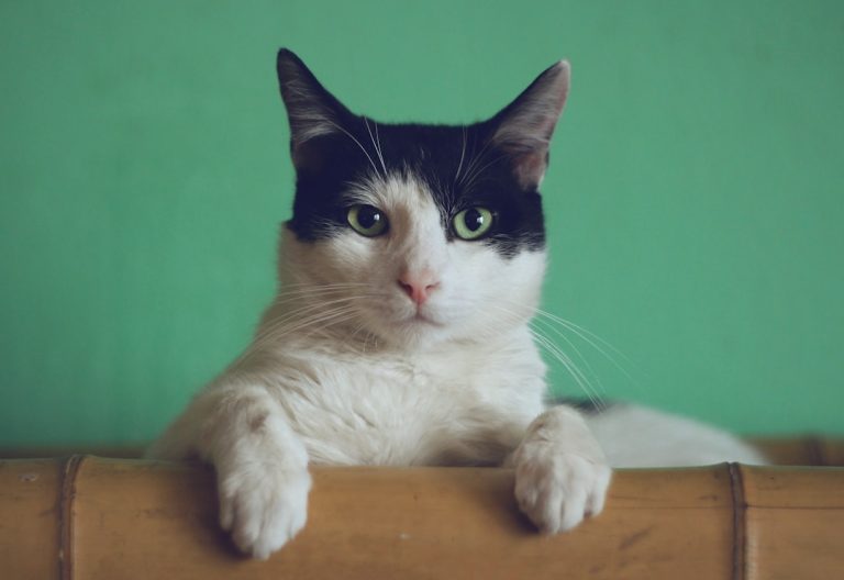 Yavru Kedi Bakımı: İlk Günler İçin Eksiksiz Rehber